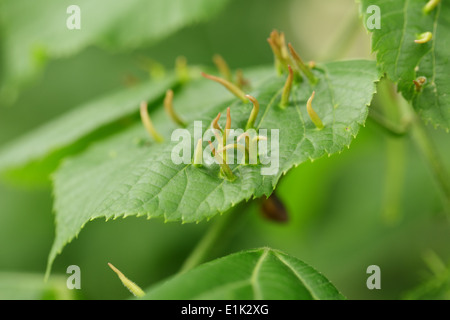 Galli sulla linden foglie, insetti parassiti micro Foto Stock