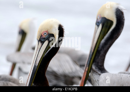 Tre i pellicani che sono seduti su una spiaggia. Foto Stock