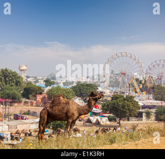 Cammelli a Pushkar Mela (Pushkar Camel Fair). Pushkar, Rajasthan, India Foto Stock