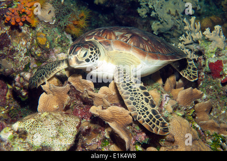 Caraibi Antille, Curacao, Westpunt, Tartaruga Verde, Chelonia Mydas Foto Stock