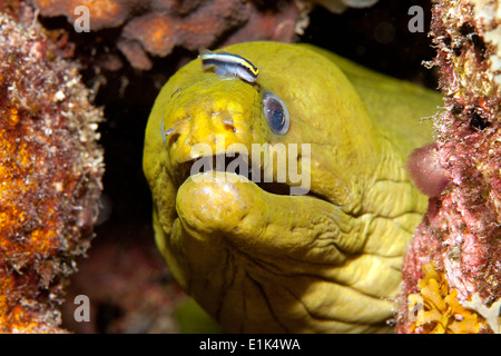 Caraibi Antille, Curacao, Westpunt, murena verde, Gymnothorax funebris, con la pulizia ghiozzo, Gobiosoma genie Foto Stock