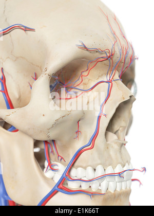 Sangue umano navi in faccia computer grafica. Foto Stock