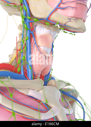 Collo umano e la gola della computer grafica. Foto Stock
