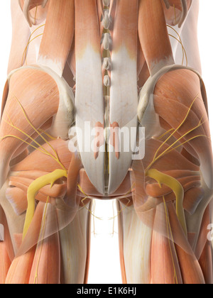 Umano i muscoli dei glutei e nervi computer grafica. Foto Stock