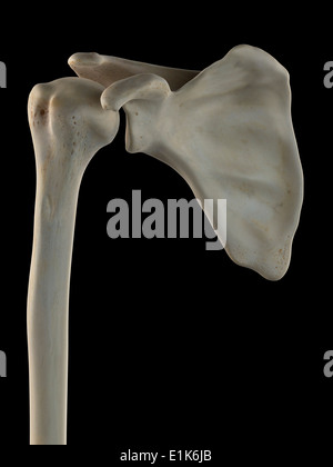 Human scapola e omero computer grafica. Foto Stock