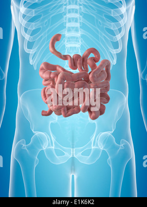 Intestino umano computer grafica. Foto Stock