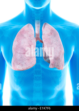 Polmoni umani computer grafica. Foto Stock