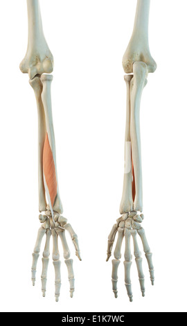 Flessore umana pollicis longus muscle computer grafica. Foto Stock