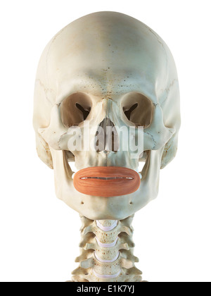 Human orbicularis oris muscoli computer grafica. Foto Stock