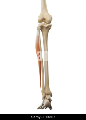 Human peroneus longus muscle computer grafica. Foto Stock