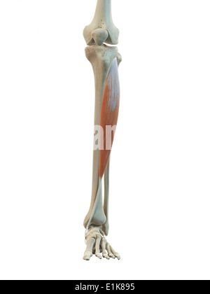 Human muscolo di tibia anteriore in computer grafica. Foto Stock