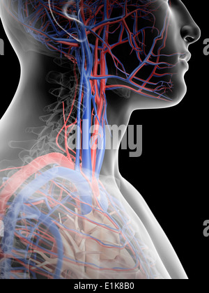 Sangue umano navi nel collo della computer grafica. Foto Stock