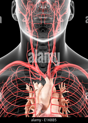 Collo umano arterie computer grafica. Foto Stock