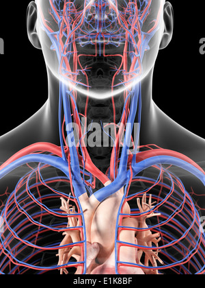 Collo umano vasi sanguigni computer grafica. Foto Stock