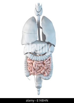 Intestino umano computer grafica. Foto Stock