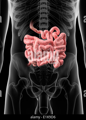 Intestino umano computer grafica. Foto Stock