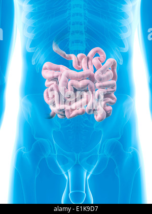 Intestino umano computer grafica. Foto Stock