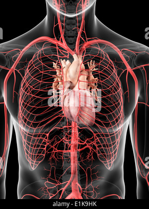 Il cuore umano e nelle arterie computer grafica. Foto Stock