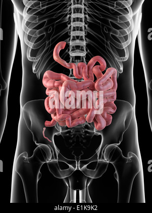 Intestino umano computer grafica. Foto Stock