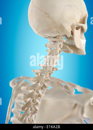 Umano della colonna vertebrale cervicale computer grafica. Foto Stock