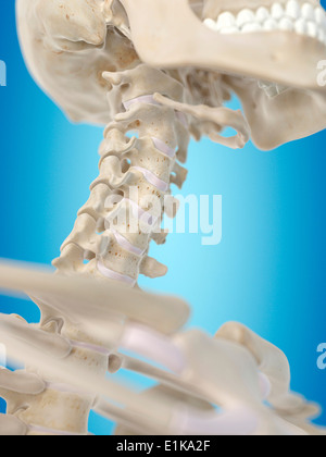 Umano della colonna vertebrale cervicale computer grafica. Foto Stock