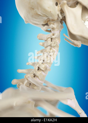 Umano della colonna vertebrale cervicale computer grafica. Foto Stock