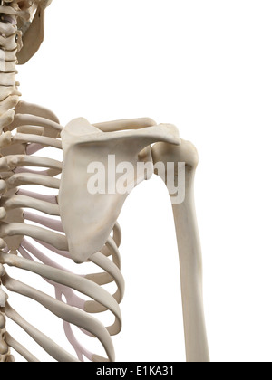 Spalla umana ossa computer grafica. Foto Stock