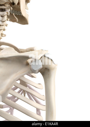 Spalla umana tendini computer grafica. Foto Stock