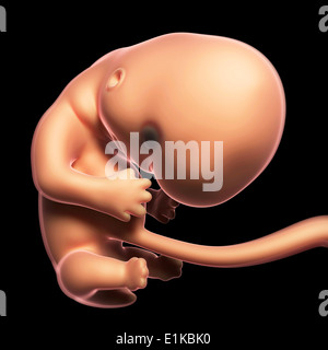 Feto a 2 mesi computer grafica. Foto Stock