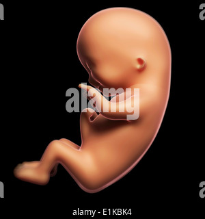 Feto a 3 mesi computer grafica. Foto Stock