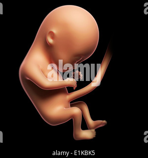 Feto a 4 mesi computer grafica. Foto Stock