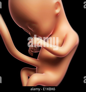 Feto a 4 mesi computer grafica. Foto Stock