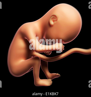 Feto a 6 mesi computer grafica. Foto Stock