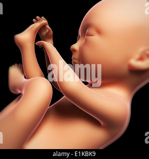 Feto a 7 mesi in computer grafica. Foto Stock