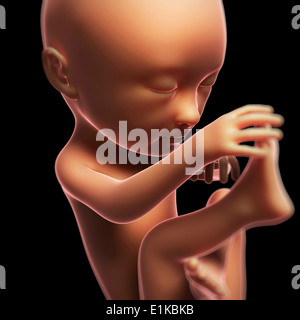 Feto a 7 mesi in computer grafica. Foto Stock