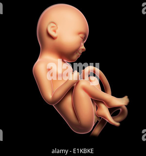 Feto a 8 mesi computer grafica. Foto Stock