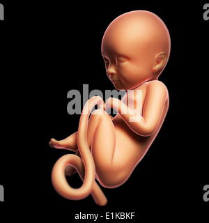 Feto a 8 mesi computer grafica. Foto Stock