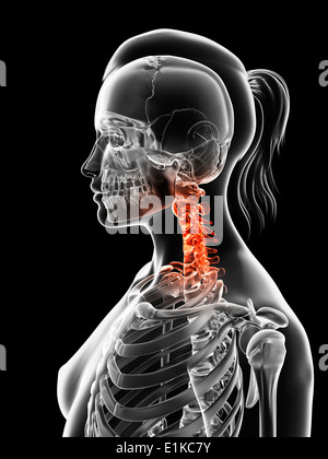 Femmina della colonna vertebrale cervicale computer grafica. Foto Stock