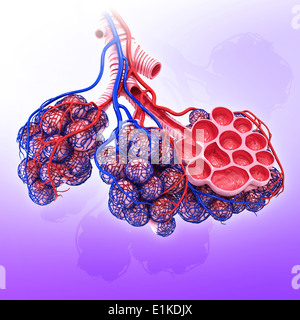 Gli alveoli umano tagliato via computer grafica. Foto Stock