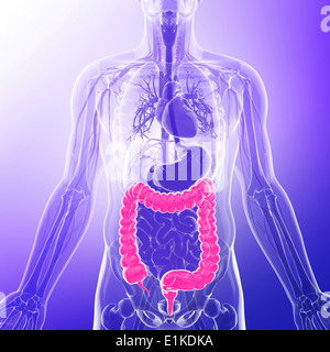Intestino crasso computer grafica. Foto Stock