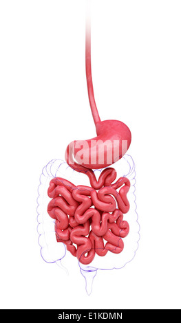 Il piccolo intestino computer grafica. Foto Stock