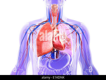 Respiratorio umano calcolatore sistema di opere d'arte. Foto Stock