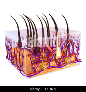 Capelli Umani albero illustrazione del computer. Foto Stock