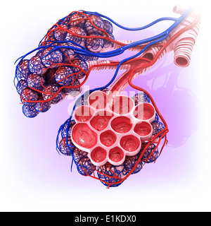 Gli alveoli umano tagliato via computer grafica. Foto Stock