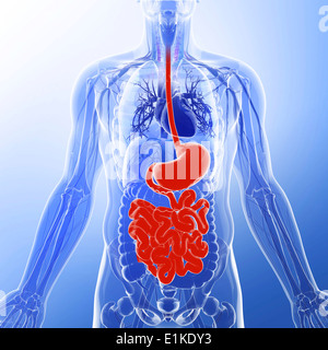 Il piccolo intestino computer grafica. Foto Stock