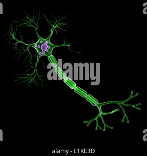 Cellula nervosa computer grafica. Foto Stock