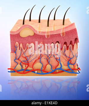 La pelle umana computer grafica. Foto Stock