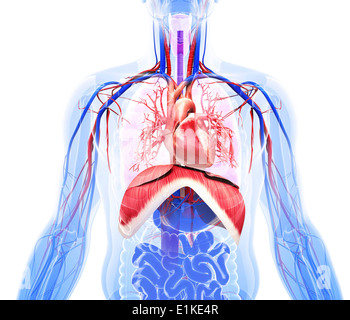 Respiratorio umano calcolatore sistema di opere d'arte. Foto Stock