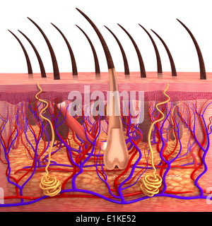 La pelle umana computer grafica. Foto Stock