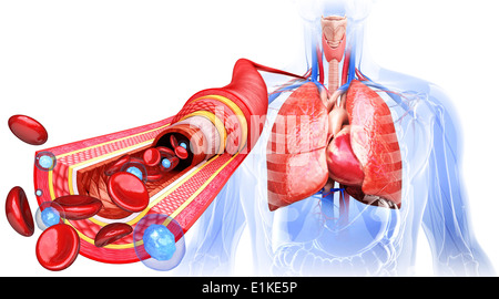 Arteria umano computer grafica. Foto Stock
